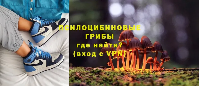 купить наркотик  Вилючинск  Галлюциногенные грибы Cubensis 